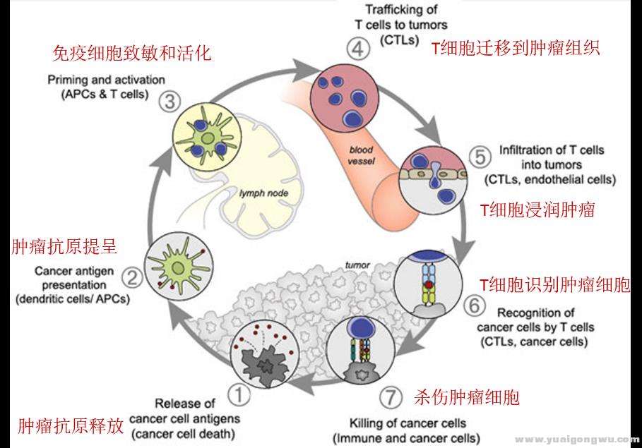 肿瘤T细胞免疫应答环