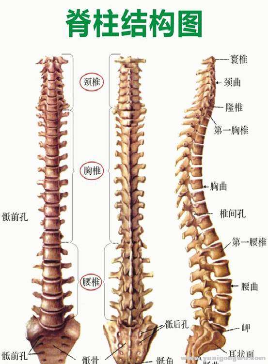 脊柱转移1.jpg